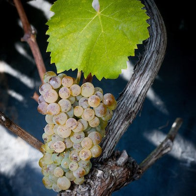 cépage Petite Arvine 