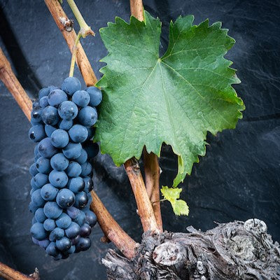 grappe de cornalin