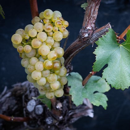 grappe de païen