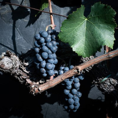 Dôle - grappe de Pinot Noir