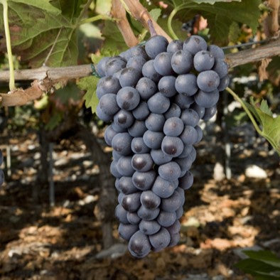grappe de raisin Humagne Rouge