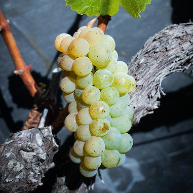 grappe de Johannisberg