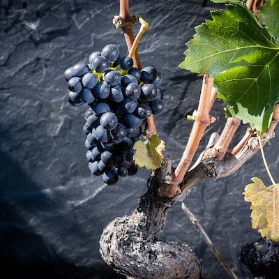 grappe de syrah