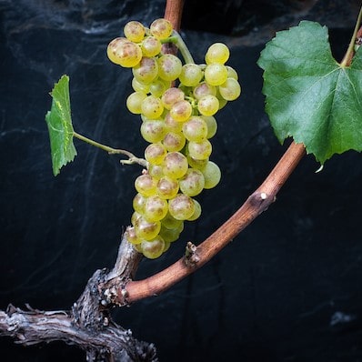 grappe de rèze