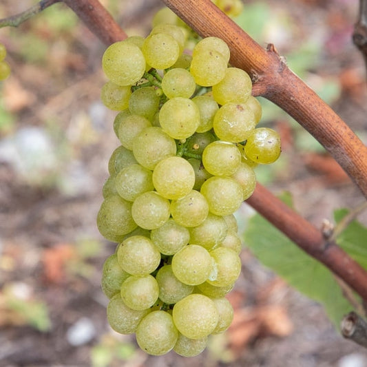 grappe de Chardonnay