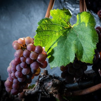 grappe de raisin de Pinot Gris