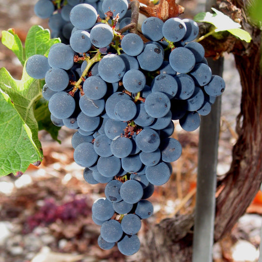 grappe de Cabernet Sauvignon