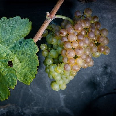 grappe de raisin de Marsanne
