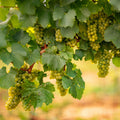 Le cycle de la vigne : quelles sont les étapes clés de l’année viticole ?