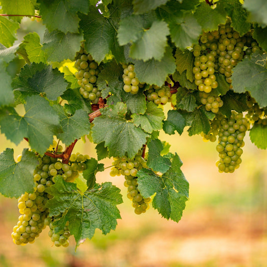 vigne raisin blanc