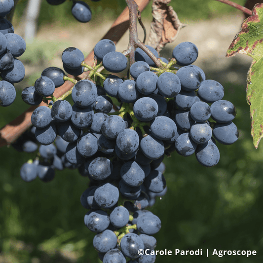 grappe de Divico