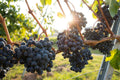 Le cycle de la vigne