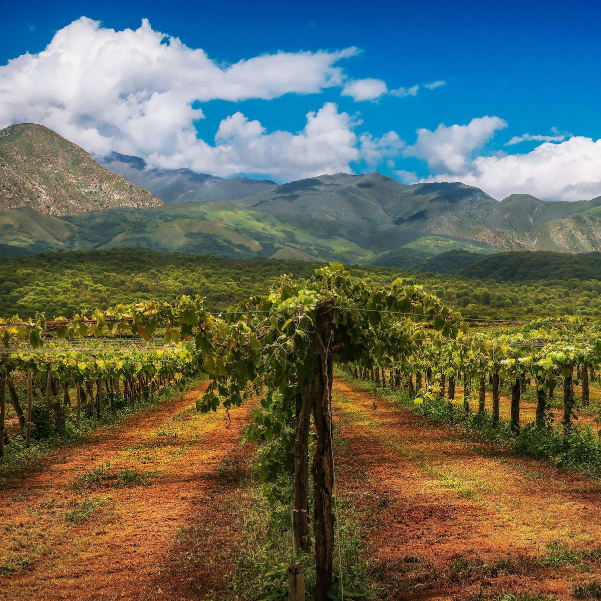 vignoble Argentine