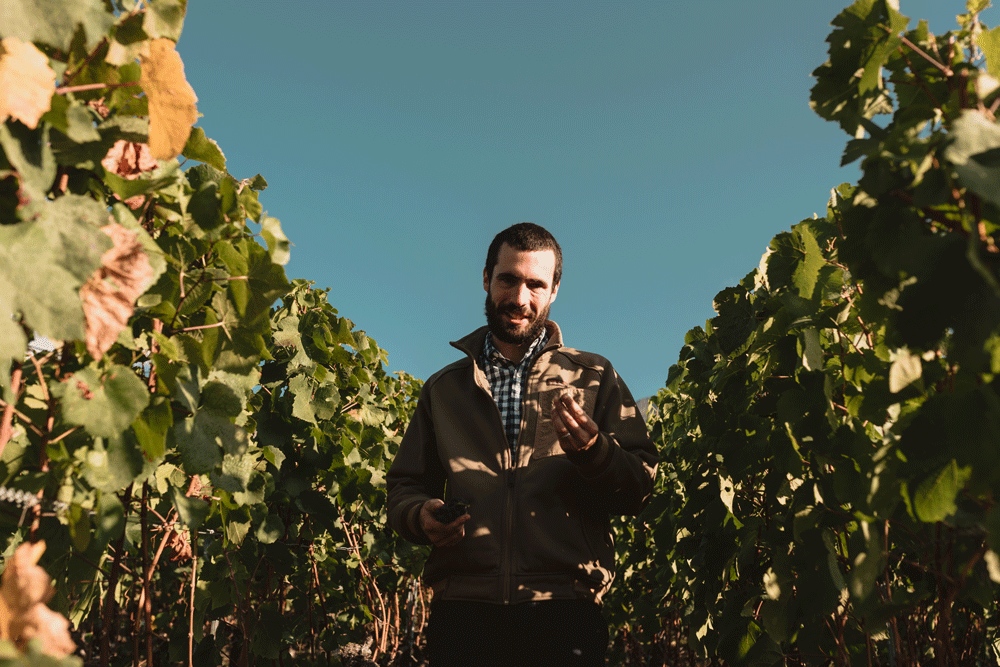 Photo de la cave Caves du Paradis